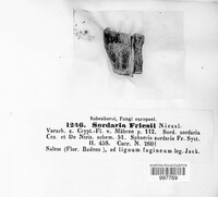 Coniochaeta sordaria image